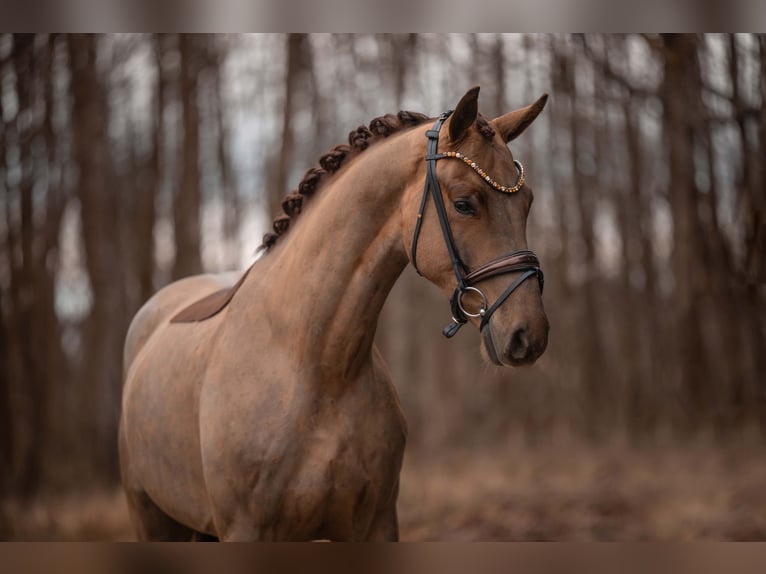 German Sport Horse Gelding 4 years 16,1 hh Chestnut in Wehringen