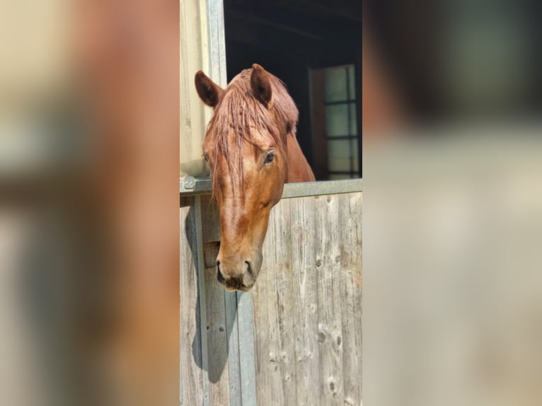 German Sport Horse Gelding 4 years 16.1 hh Chestnut in Laaber