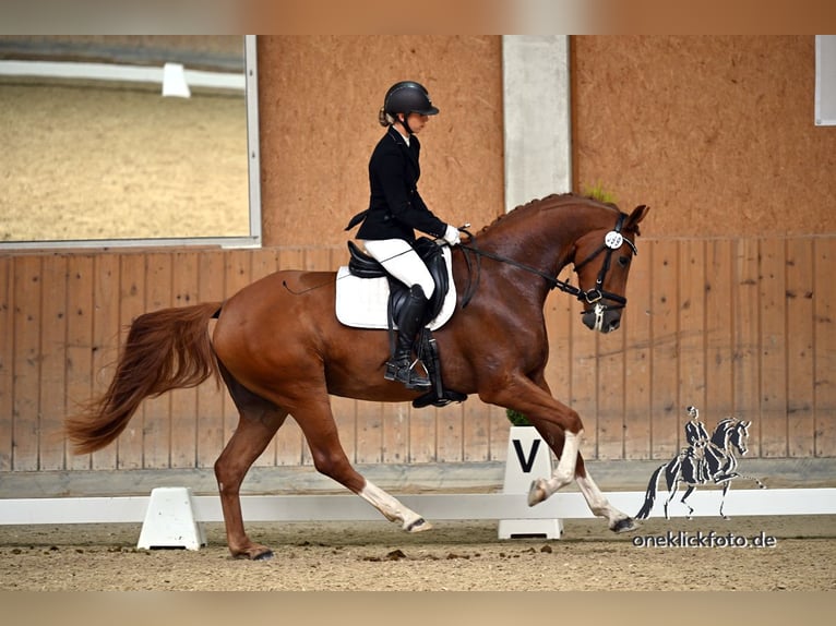 German Sport Horse Gelding 4 years 16,1 hh Chestnut-Red in Kirchenthumbach