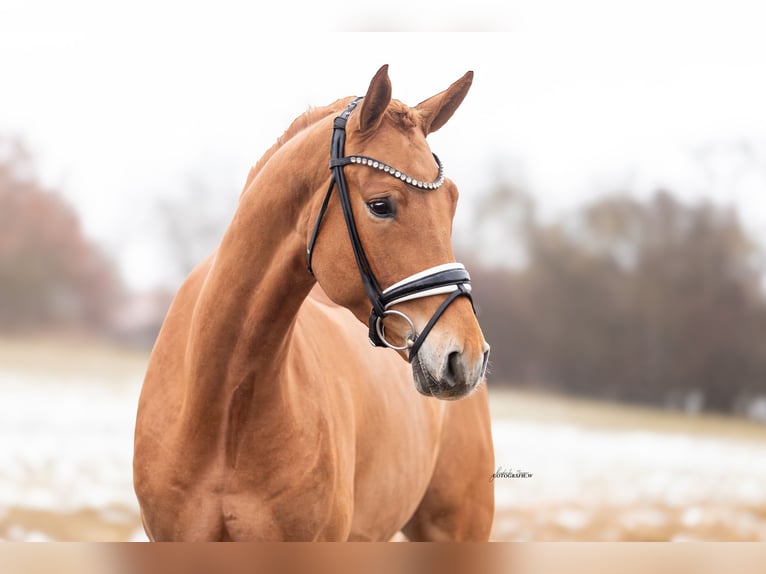 German Sport Horse Gelding 4 years 16.1 hh Chestnut-Red in Lehrberg