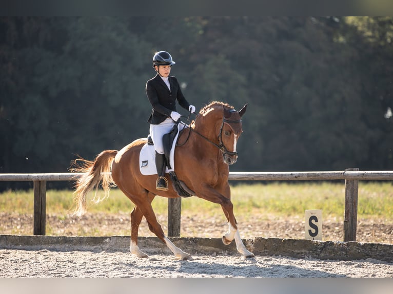 German Sport Horse, Gelding, 4 years, 16.1 hh, Chestnut-Red