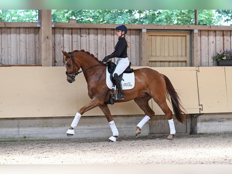German Sport Horse Gelding 4 years 16.1 hh Chestnut-Red in Ostrach