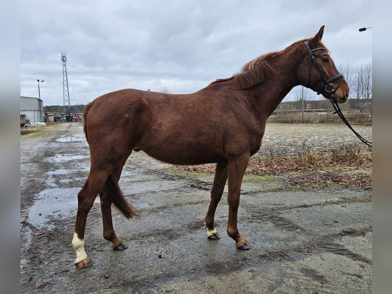 German Sport Horse Gelding 4 years 16,1 hh Chestnut-Red in Zeulenroda Triebes