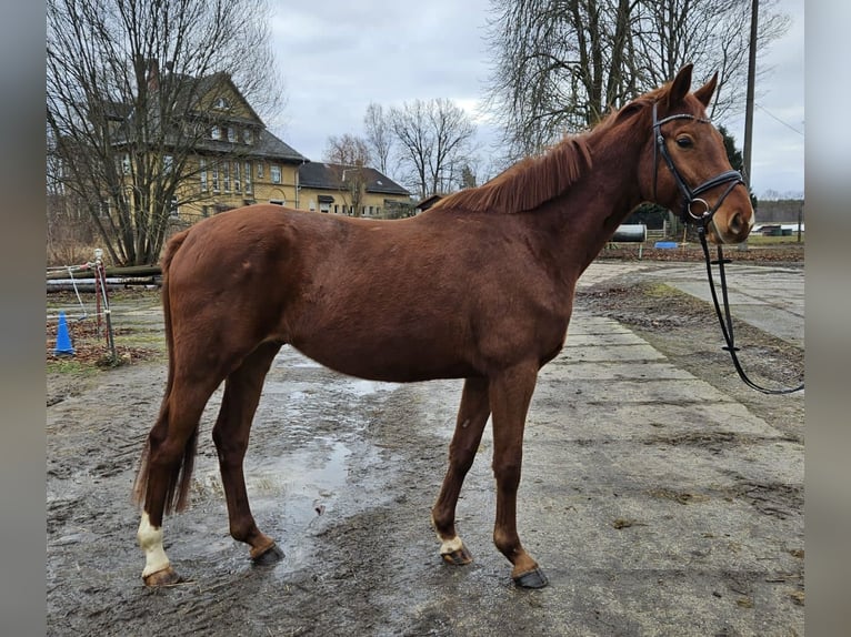 German Sport Horse Gelding 4 years 16,1 hh Chestnut-Red in Zeulenroda Triebes