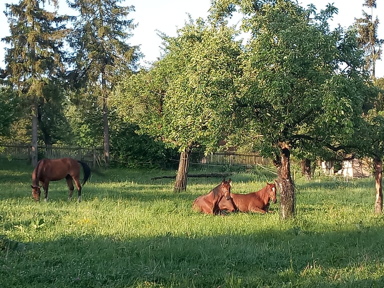 German Sport Horse Gelding 4 years 16,1 hh Chestnut-Red in Osthausen-Wülfershausen