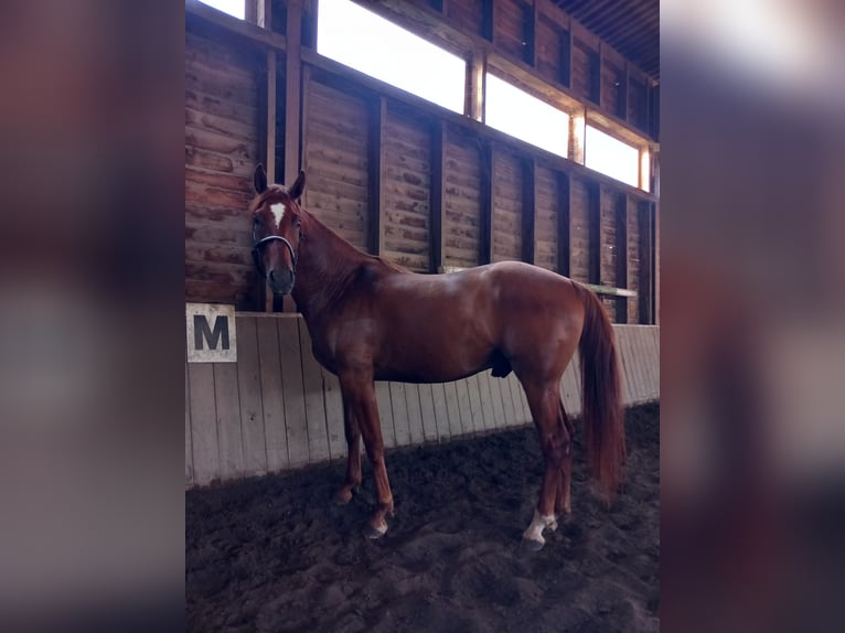 German Sport Horse Gelding 4 years 16,1 hh Chestnut-Red in Osthausen-Wülfershausen