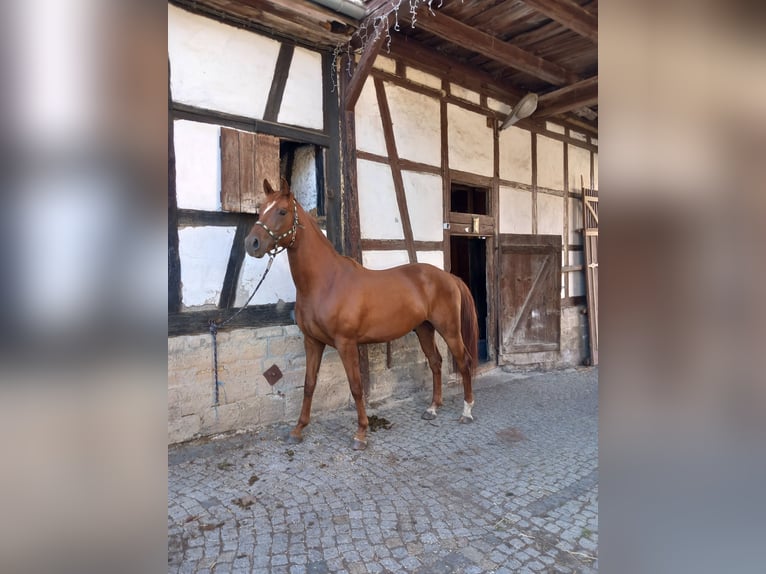 German Sport Horse Gelding 4 years 16,1 hh Chestnut-Red in Osthausen-Wülfershausen