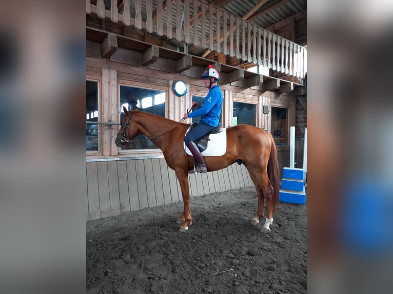 German Sport Horse Gelding 4 years 16,1 hh Chestnut-Red in Osthausen-Wülfershausen