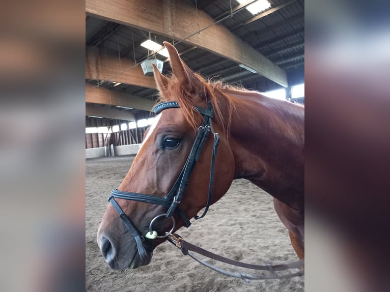 German Sport Horse Gelding 4 years 16,1 hh Chestnut-Red in Osthausen-Wülfershausen