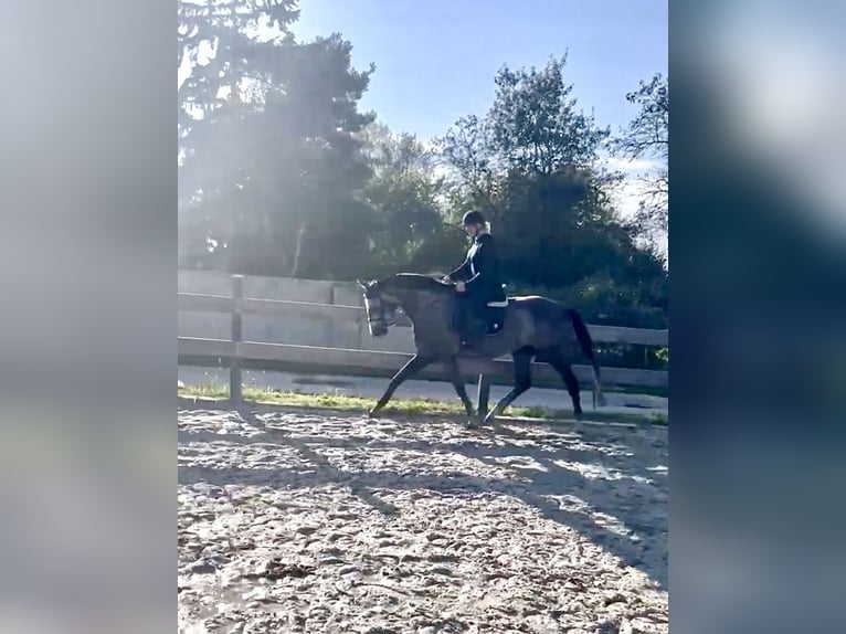 German Sport Horse Gelding 4 years 16,1 hh Gray-Dapple in Malschwitz