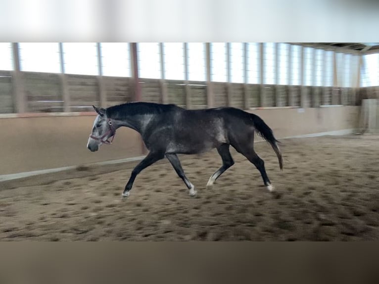 German Sport Horse Gelding 4 years 16,1 hh Gray-Dapple in Malschwitz