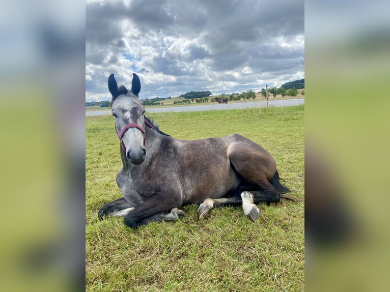 German Sport Horse Gelding 4 years 16,1 hh Gray-Dapple in Malschwitz