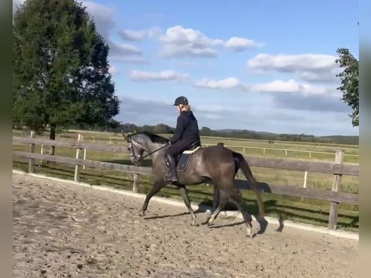 German Sport Horse Gelding 4 years 16,1 hh Gray-Dapple in Malschwitz