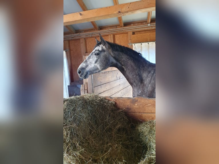 German Sport Horse Gelding 4 years 16,1 hh Gray in Mattsee