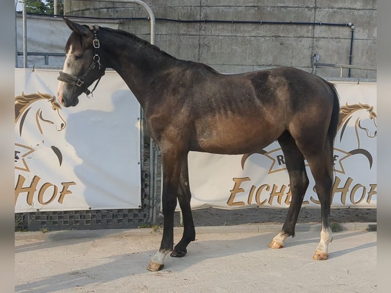 German Sport Horse Gelding 4 years 16,1 hh Gray in Bad König