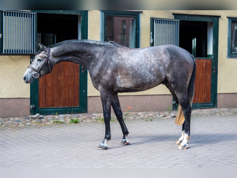 German Sport Horse Gelding 4 years 16.1 hh Grey in Berlin