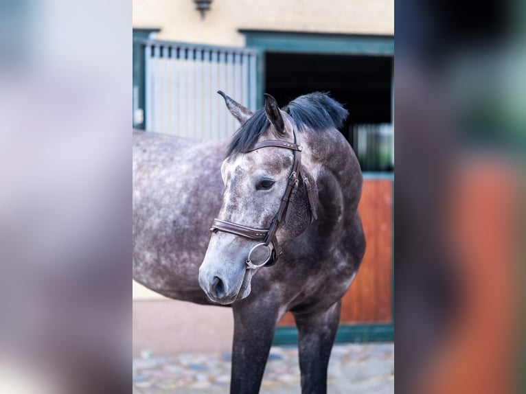 German Sport Horse Gelding 4 years 16.1 hh Grey in Berlin