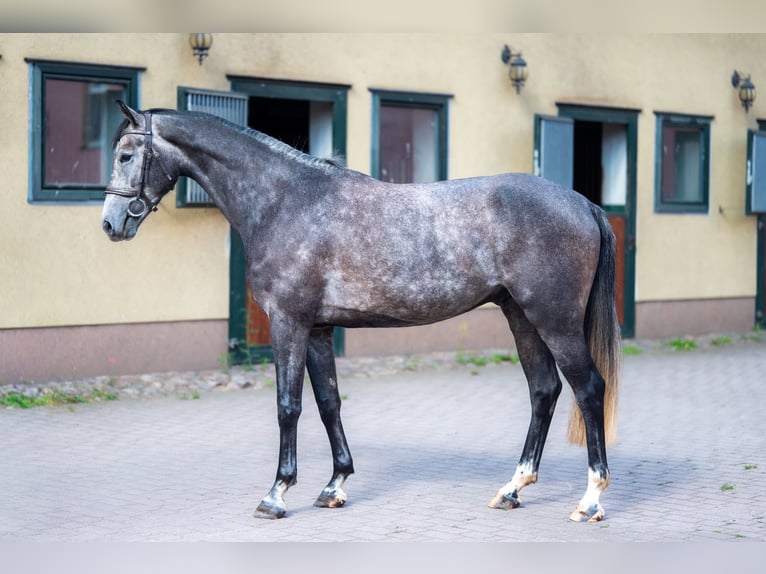 German Sport Horse Gelding 4 years 16.1 hh Grey in Berlin