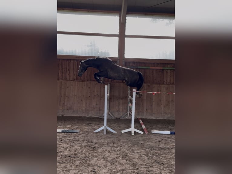 German Sport Horse Gelding 4 years 16.1 hh Grey in Berlin
