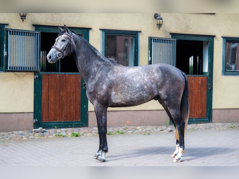 German Sport Horse Gelding 4 years 16.1 hh Grey in Berlin