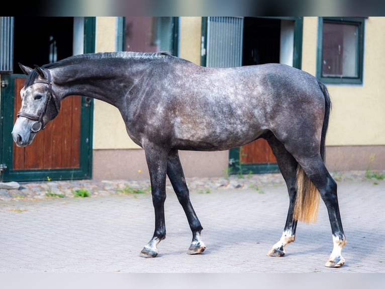 German Sport Horse Gelding 4 years 16.1 hh Grey in Berlin
