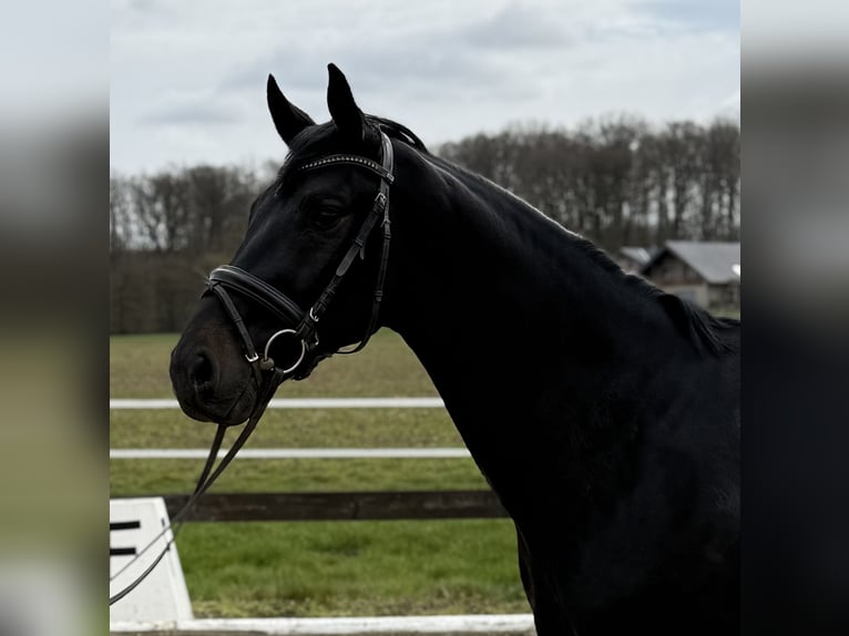 German Sport Horse Gelding 4 years 16.1 hh Smoky-Black in Georgsmarienhütte