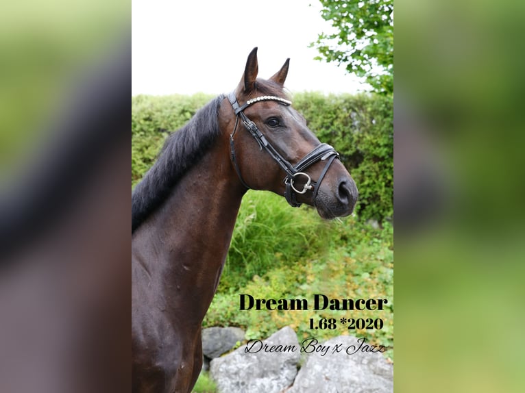 German Sport Horse Gelding 4 years 16,1 hh Smoky-Black in Oberstadion