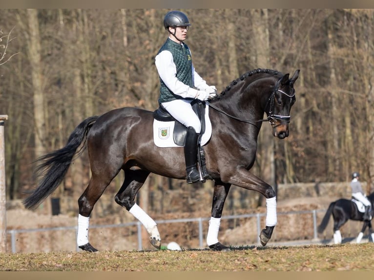 German Sport Horse Gelding 4 years 16.2 hh Bay-Dark in Moritzburg