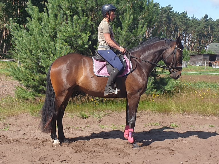 German Sport Horse Gelding 4 years 16.2 hh Bay-Dark in Dreetz