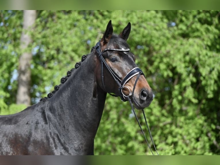 German Sport Horse Gelding 4 years 16,2 hh Bay-Dark in Rosenheim