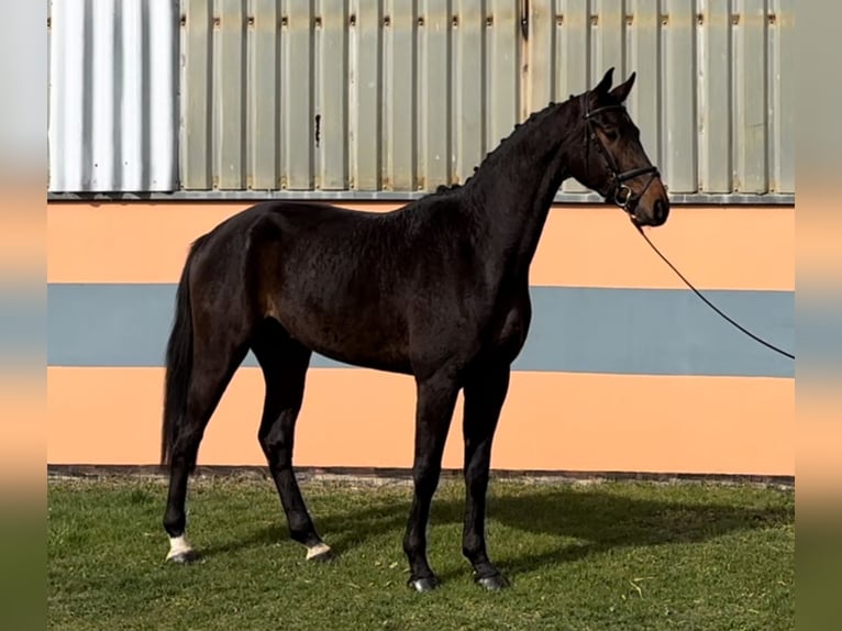 German Sport Horse Gelding 4 years 16.2 hh Bay-Dark in Schönwalde