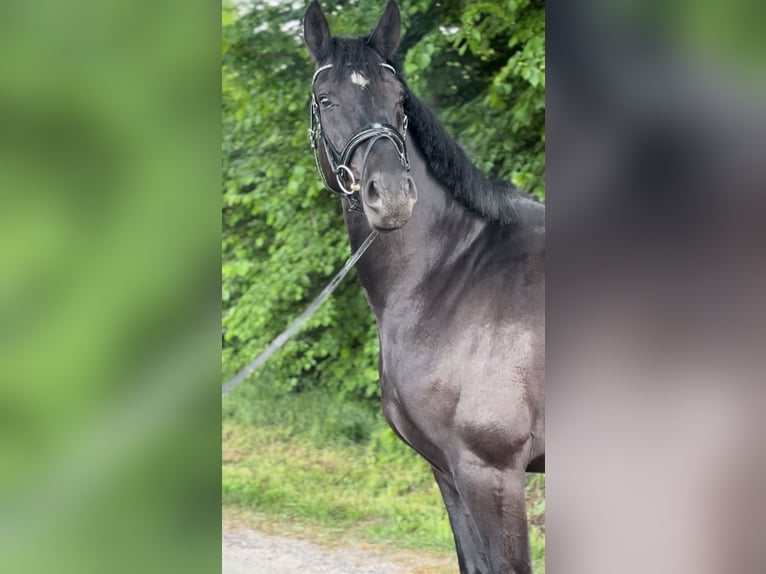 German Sport Horse Gelding 4 years 16.2 hh Black in Karlsfeld