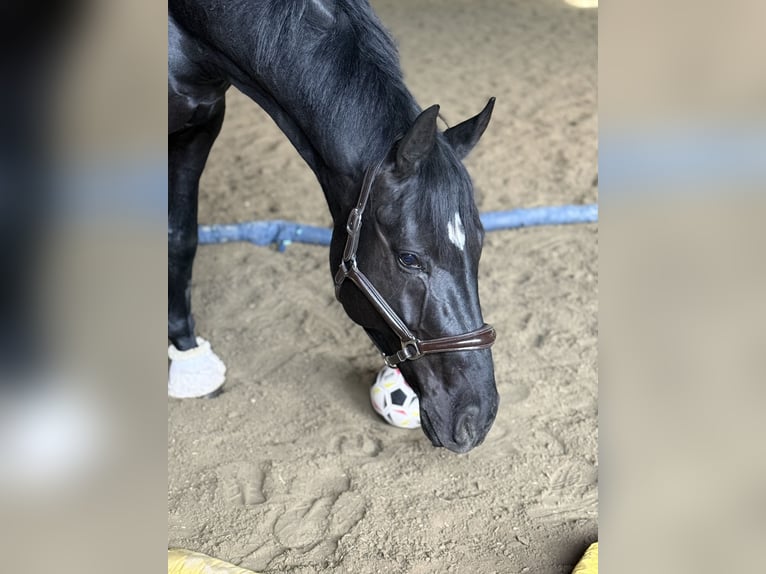 German Sport Horse Gelding 4 years 16.2 hh Black in Karlsfeld