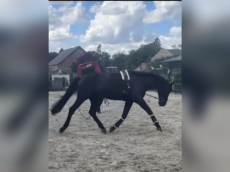 German Sport Horse Gelding 4 years 16.2 hh Black in Wansdorf