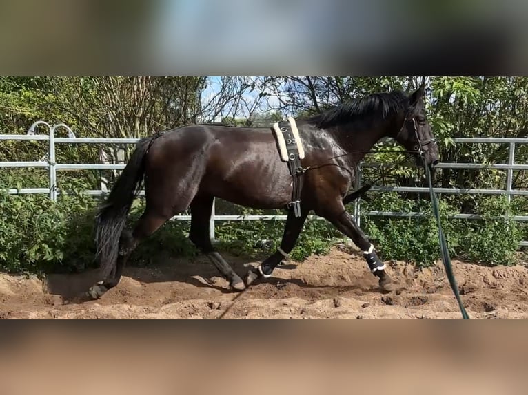 German Sport Horse Gelding 4 years 16.2 hh Black in Wansdorf
