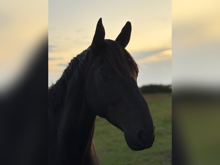 German Sport Horse Gelding 4 years 16.2 hh Black in Wansdorf