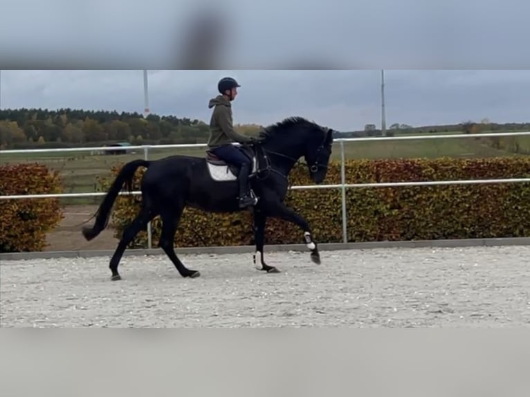 German Sport Horse Gelding 4 years 16,2 hh Black in Ladeburg