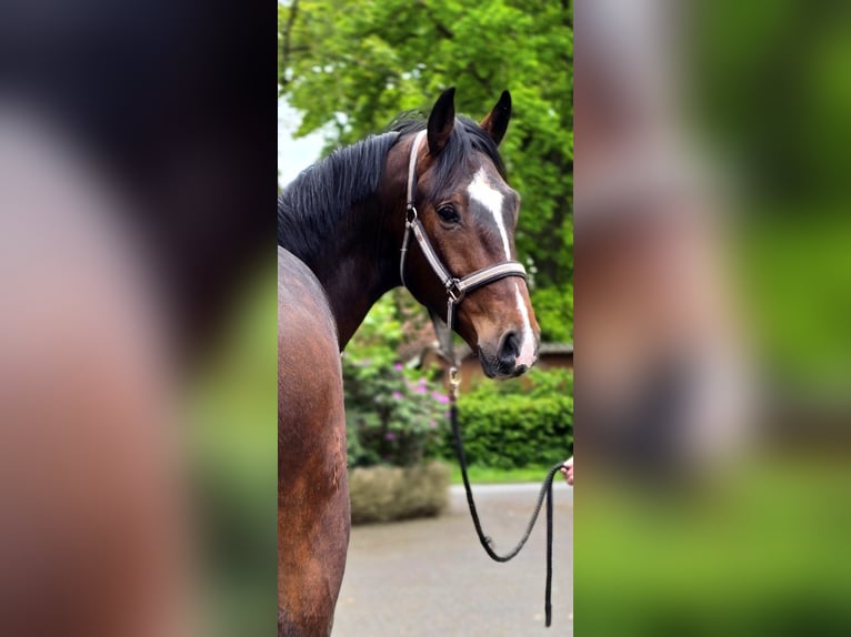 German Sport Horse Gelding 4 years 16.2 hh Brown in Warendorf