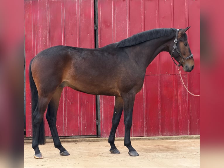 German Sport Horse Gelding 4 years 16.2 hh Brown in Loipersbach im Burgenland