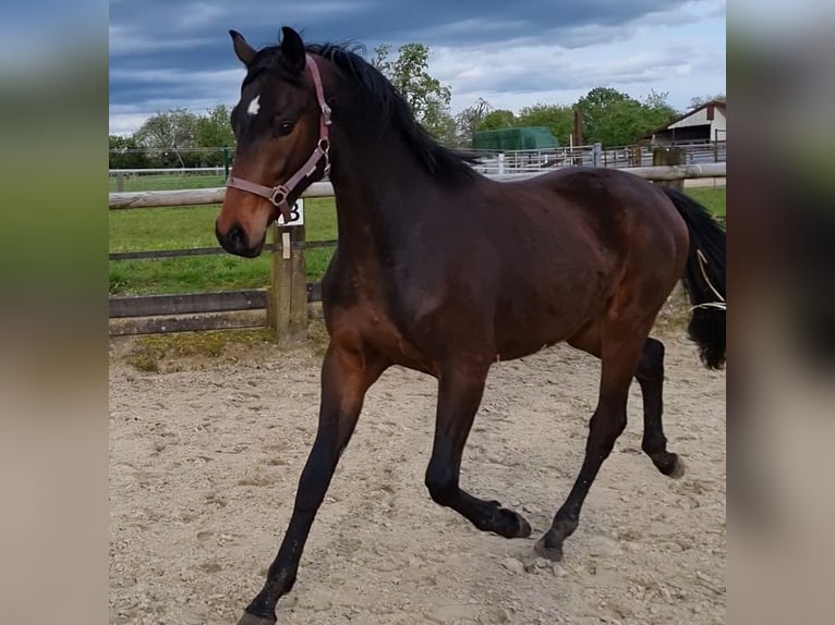 German Sport Horse Gelding 4 years 16.2 hh Brown in Nottuln