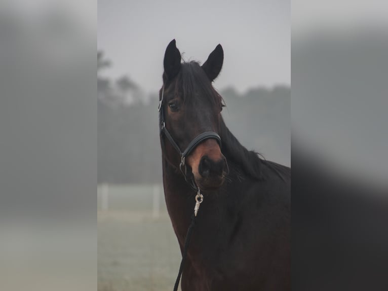 German Sport Horse Gelding 4 years 16,2 hh Brown in Wilhermsdorf