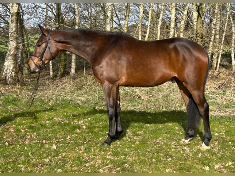 German Sport Horse Gelding 4 years 16.2 hh Brown in Gomadingen