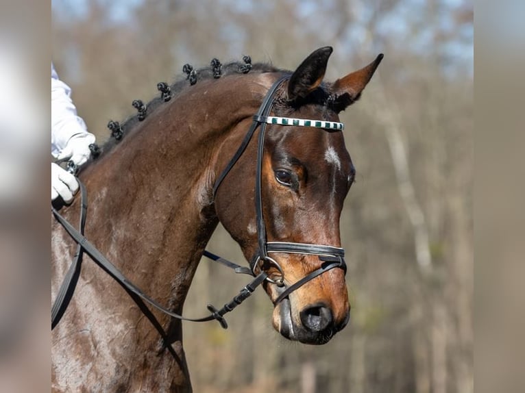 German Sport Horse Gelding 4 years 16.2 hh Brown in Moritzburg