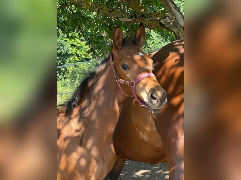 German Sport Horse Gelding 4 years 16.2 hh Brown in Warstein