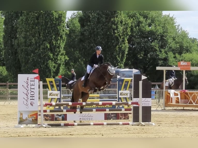 German Sport Horse Gelding 4 years 16,2 hh Brown in Friedeburg Reepsholt, Hoheesche