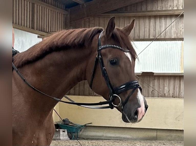 German Sport Horse Gelding 4 years 16,2 hh Chestnut-Red in Ostrach