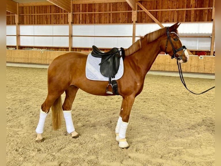 German Sport Horse Gelding 4 years 16.2 hh Chestnut-Red in Bad Griesbach im Rottal