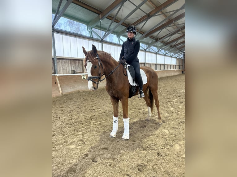 German Sport Horse Gelding 4 years 16,2 hh Chestnut-Red in Phöben