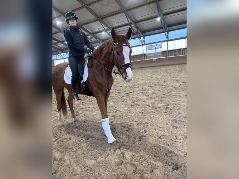 German Sport Horse Gelding 4 years 16,2 hh Chestnut-Red in Phöben