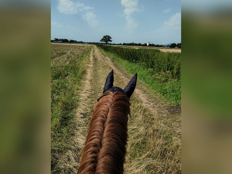 German Sport Horse Gelding 4 years 16,2 hh Chestnut-Red in Weinheim